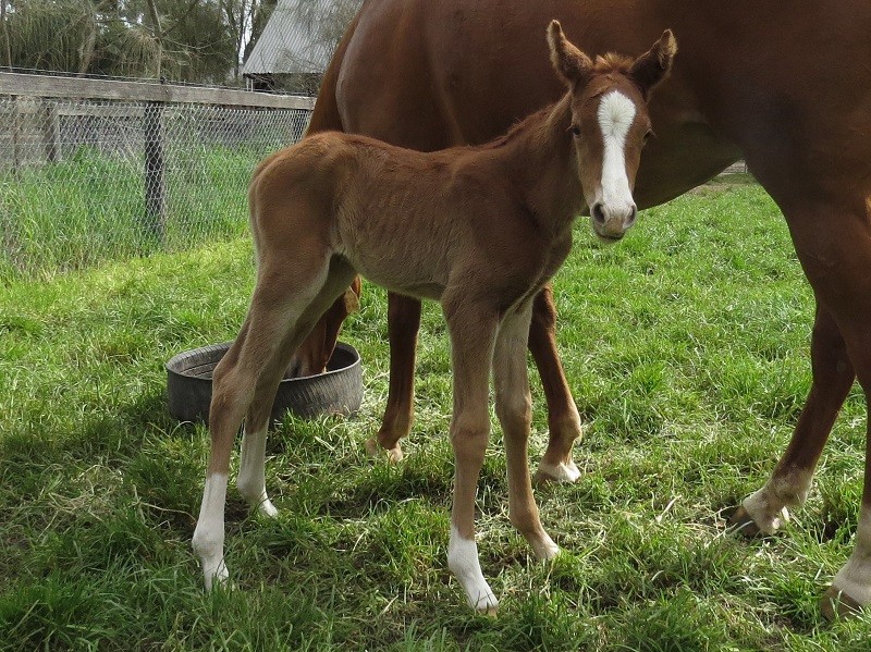 073 Valentine x Warmblood stallion chf 21-9 1d